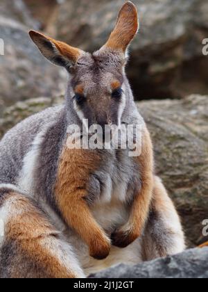 Wonderful stylish Yellow-footed Rock-Wallaby in natural beauty. Stock Photo