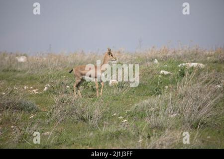 Beautiful Impala Antelope in African landscape and scenery Stock Photo