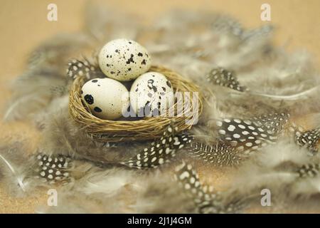Happy Easter. Quail eggs in the nest against the background of fluffy feathers. Greeting card on the holiday Stock Photo