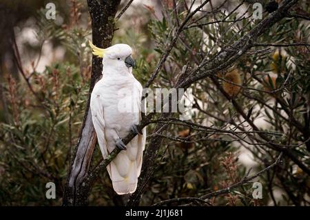 Sulphur-crested Cockatoo sitting in a tree. Stock Photo