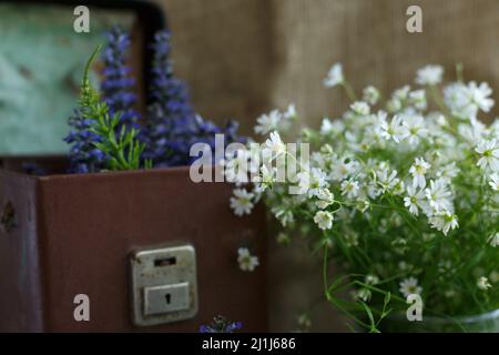 Bouquets of forest blue and white flowers in glass vases against the background of an old brown leather case with a metal lock Stock Photo