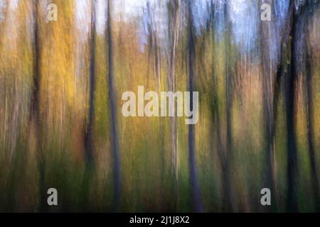 ICM colorful abstract woodland nature background Stock Photo