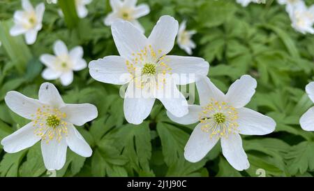 Anemone nemorosa. Flowers and leavesof the wood anemone  (Anemonoides nemorosa, thimbleweed). A spring white flower in temperate deciduous forests Stock Photo