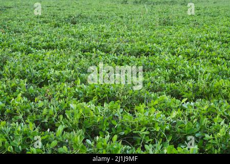 Peanut plantation fields , Young plants on peanut plantation. Plants of the flowering peanut on plantation in selective focus Stock Photo