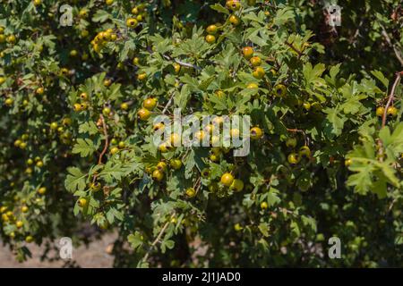Tansy-leaved, Hawthorn or Syrian Hawthorn (Crataegus tanacetifolia), a ...