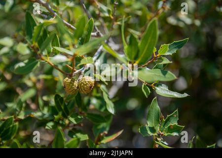 Quercus trojana, the Macedonian oak is an oak in the 'turkey oak section', selective focus unripe acorn Stock Photo