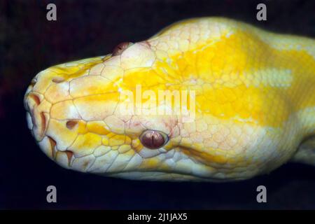 Albino ball python - Python regius Stock Photo