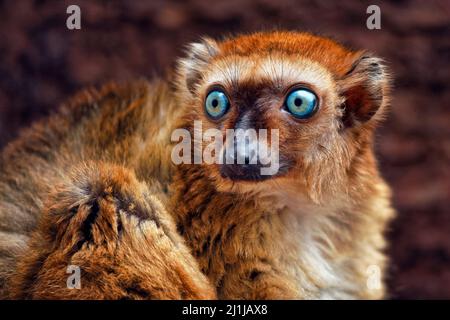 Blue-eyed black lemur (female) - Eulemur flavifrons Stock Photo