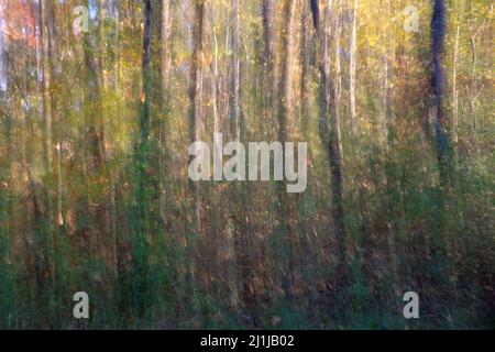 Abstract impressionist golden hour woodland nature background Stock Photo