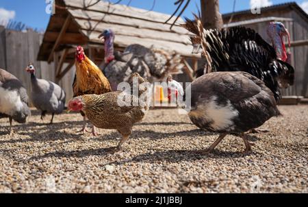 Group of hens and turkey on small round pebbles ground, blurred farm background, close shallow depth of field detail Stock Photo