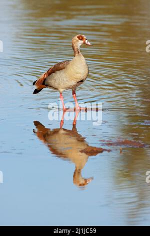 An Egyptian goose (Alopochen aegyptiacus) standing in shallow water, South Africa Stock Photo