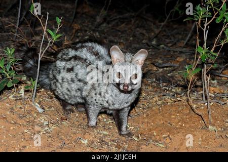Nocturnal large-spotted genet (Genetta tigrina) in natural habitat, South Africa Stock Photo