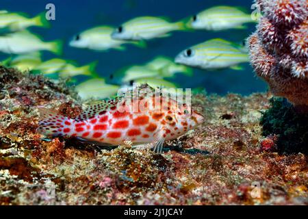 Coral hawkfish - Cirrhitichthys oxycephalus Stock Photo
