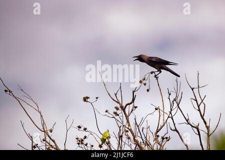 Indian house crow - Corvus splendens Stock Photo