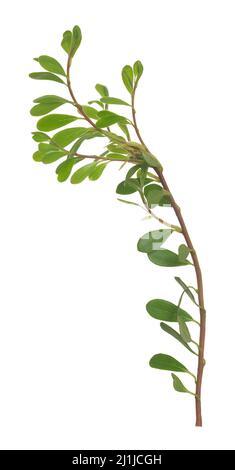 Bearberry, Arctostaphylos uva-ursi plant isolated on white background