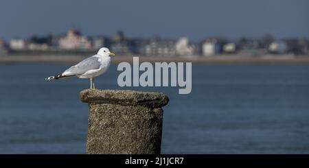 Borde de mer, goéland dans le chenal de la baie de Somme Stock Photo