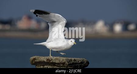 Borde de mer, goéland dans le chenal de la baie de Somme Stock Photo