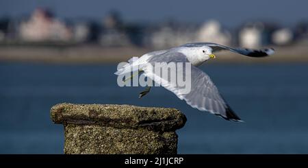 Borde de mer, goéland dans le chenal de la baie de Somme Stock Photo