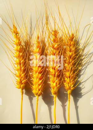 Close up of golden ripe wheat isolated on white background. Selective focus Stock Photo
