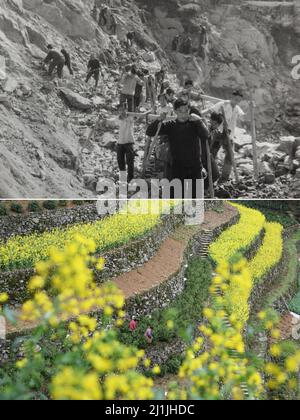 (220326) -- SHEXIAN, March 26, 2022 (Xinhua) -- TOP: Villagers build a tea garden with stones on a barren mountain in 1973 (file photo) in Wugongling Village of Shexian County, east China's Anhui Province;BOTTOM: Villagers pick tea leaves at a tea garden on March 24, 2022 (photo taken by Zhang Duan) in Wugongling Village of Shexian County, east China's Anhui Province. The harvest season of spring tea has started in Wugongling Village of Shexian County, east China's Anhui Province. The village's terraced tea garden, covering an area of over 66.7 hectares, is located at an altitude of over Stock Photo
