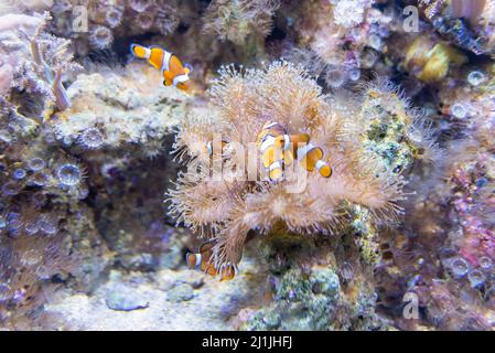 Closeup of Ocellaris clownfishes, aslo known as common clownfishes, as seen in aquarium environment Stock Photo