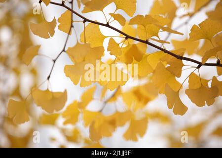 yellow leaves of Ginkgo biloba on the branches of trees on an autumn day Stock Photo