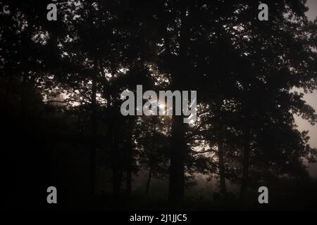 Forest in the morning fog. The rays of the sun through the fog. Trees at dawn. Stock Photo