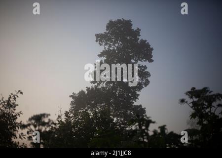 Forest in the morning fog. The rays of the sun through the fog. Trees at dawn. Stock Photo