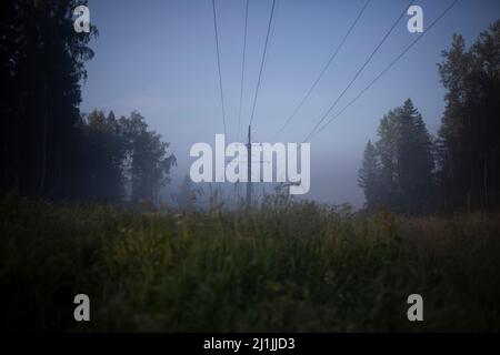 Forest in the morning fog. The rays of the sun through the fog. Trees at dawn. Stock Photo