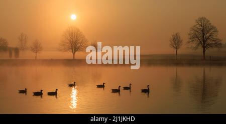 Sunrise with Geese on the Thames at Henley on Thames Stock Photo