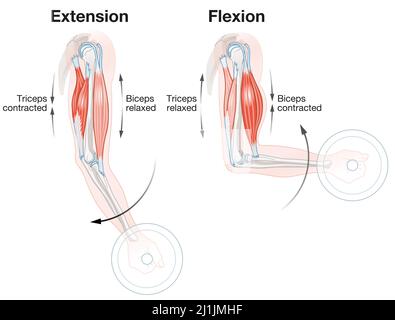 Biceps And Triceps. Extension And Flexion. Labeled Illustration Stock Photo