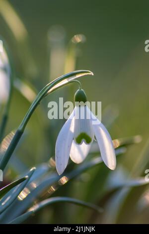 First spring snowdrops flowers with pollen and nectar for seasonal honey bees in february with white petals and white blossoms in macro view sunshine Stock Photo