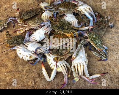 crab, pile or heaps of fresh raw or uncooked crabs on wooden table or background with selective focus at fish market in asia Stock Photo