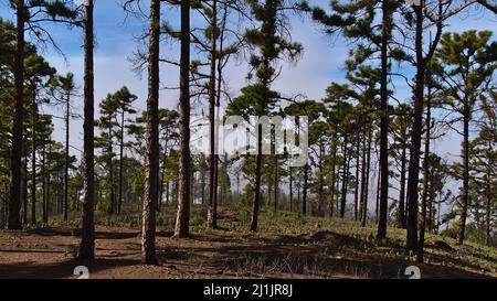 View of a light forest of Canary Island pine trees (Pinus canariensis) in Tamadaba Natural Park, Gran Canaria, Spain with rising clouds on sunny day. Stock Photo