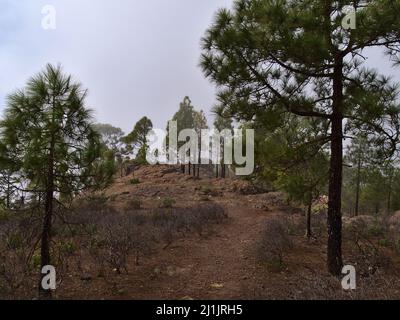 View of hiking trail leading through a forest of Canary Island pine trees in Tamadaba Natural Park in the rugged mountains of Gran Canaria, Spain. Stock Photo