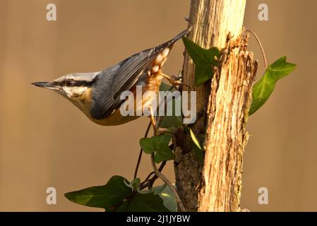 A nuthatch (Sitta europaea) on branch with ivy, taken Sussex, UK Stock Photo