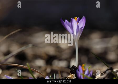 Crocus Purple Flower In Garden Stock Photo