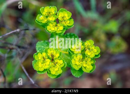 Green flowers of Myrtle Euphorbia myrsinites, the myrtle spurge, blue spurge or broad-leaved glaucous-spurge. Stock Photo