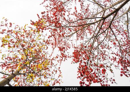 low angle view gold color blooming Bombax ceiba or red cotton trees in a morning Stock Photo