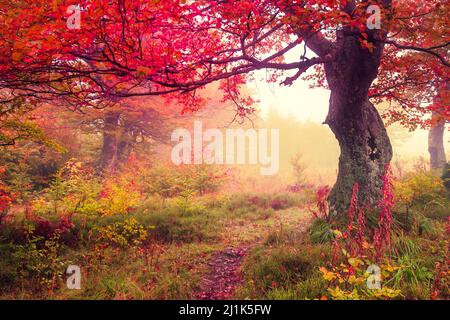 Majestic landscape with autumn trees in forest. Carpathian, Ukraine, Europe. Beauty world. Retro filtered. Toning effect. Stock Photo