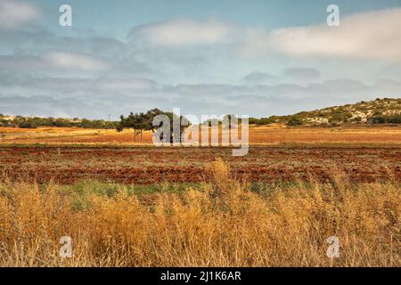 Landscape with famous old juniper Tree of Lovers in Ayia Napa, Cyprus. Stock Photo