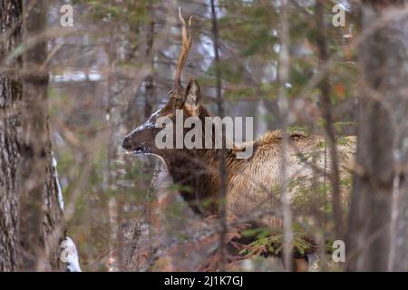 Bull elk in Clam Lake, Wisconsin. Stock Photo