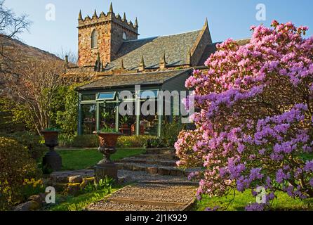 Duddingston, Dr Neil's Garden, Edinburgh, Scotland, UK 26th March 2022. The colourful azalea bush in foreground and Duddingston Kirk behind make a colourful spring scene. In 1963 Dr's Andrew and Nancy Neil local GPs (who both died in 2005) began work on part of the Duddingston Glebe (church land) and Dr Neil's Garden was born. The ground had previously been grazed by calves and geese but its steep slope and rocks made it unsuitable for crops, so never previously cultivated before the Neil's transformed the site into a series of colourful terraces evident now. Stock Photo
