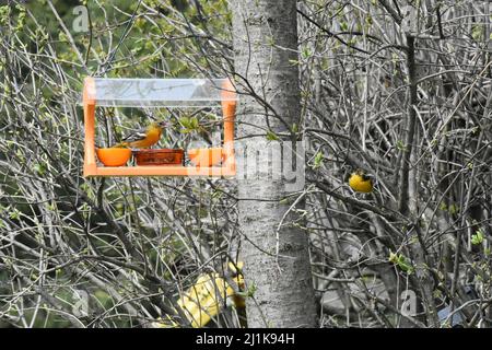 Pair of oriole birds together by a garden feeder Stock Photo