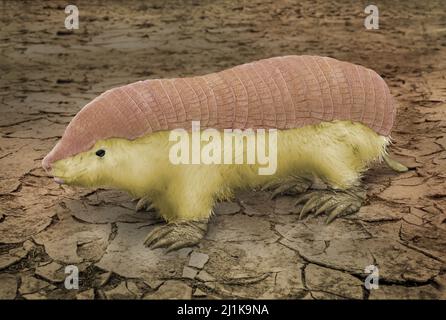 Pink Fairy Armadillos