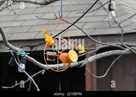 Pair of oriole birds together by a garden feeder Stock Photo