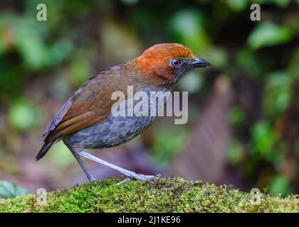 A Chestnut-naped Antpitta (Grallaria nuchalis) in the forest. Colombia, South America. Stock Photo