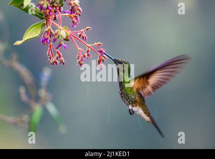 A Buff-tailed Coronet Hummingbird (Boissonneaua flavescens) feeding on flowers. Colombia, South America. Stock Photo