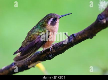 A Speckled Hummingbird (Adelomyia melanogenys) perched on a branch. Colombia, South America. Stock Photo