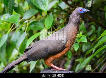 A Sickle-winged Guan (Chamaepetes goudotii). Colombia, South America. Stock Photo